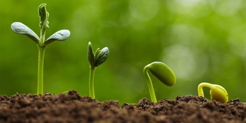Seedlings for Plants
